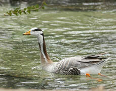 Bar-headed Goose