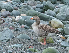 Greylag Goose