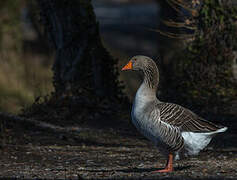 Greylag Goose