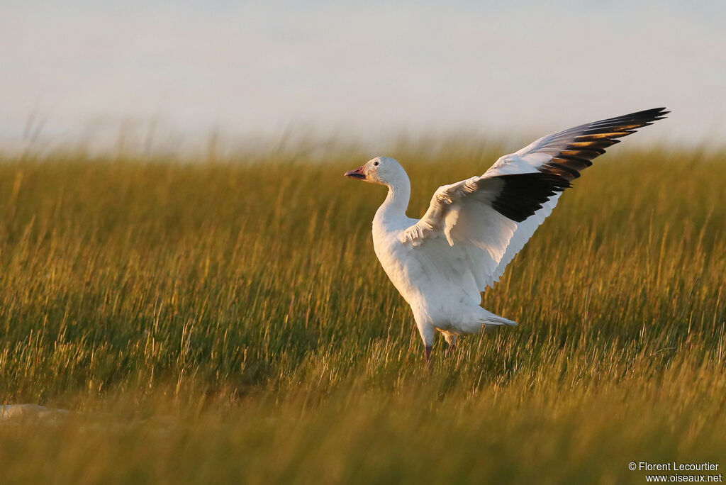 Snow Goose