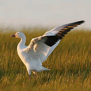 Snow Goose