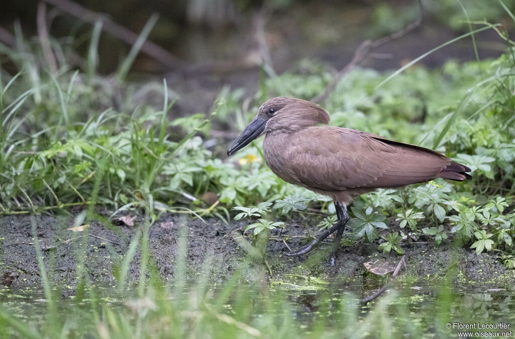 Hamerkop