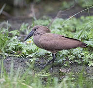 Hamerkop