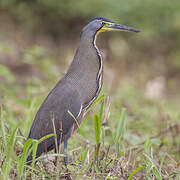 Bare-throated Tiger Heron