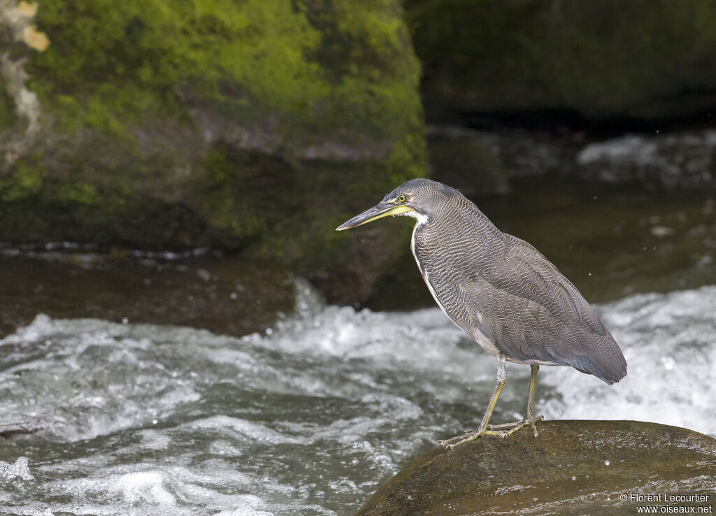 Fasciated Tiger Heron