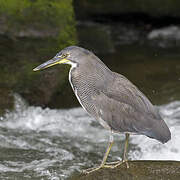 Fasciated Tiger Heron