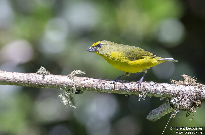 Thick-billed Euphonia male immature