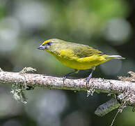 Thick-billed Euphonia