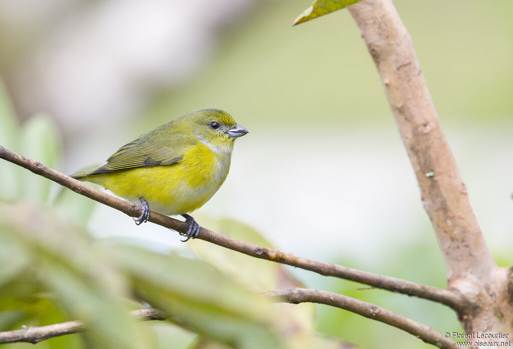 Yellow-throated Euphonia female