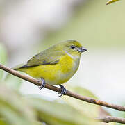 Yellow-throated Euphonia