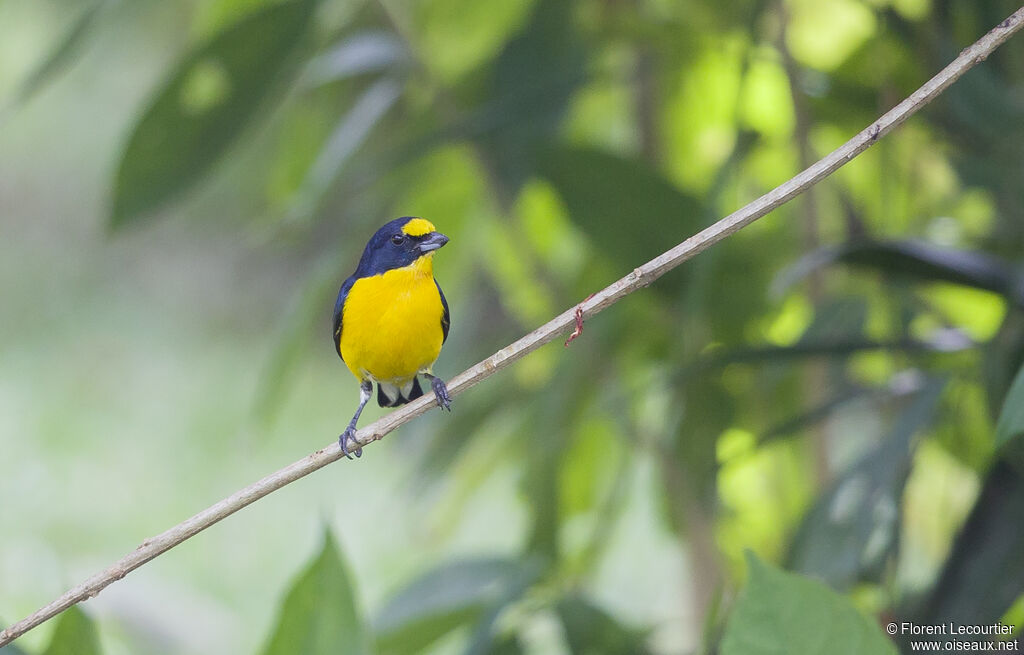 Yellow-throated Euphonia male