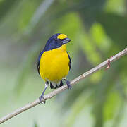 Yellow-throated Euphonia