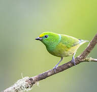 Blue-naped Chlorophonia