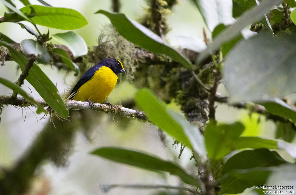 Orange-bellied Euphonia male adult