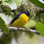 Orange-bellied Euphonia