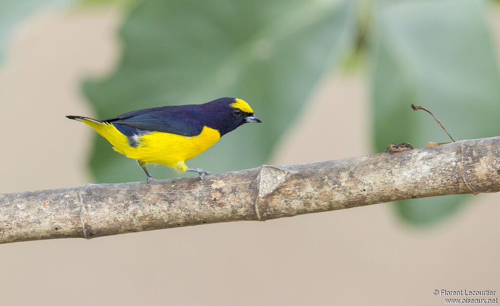 Scrub Euphonia male