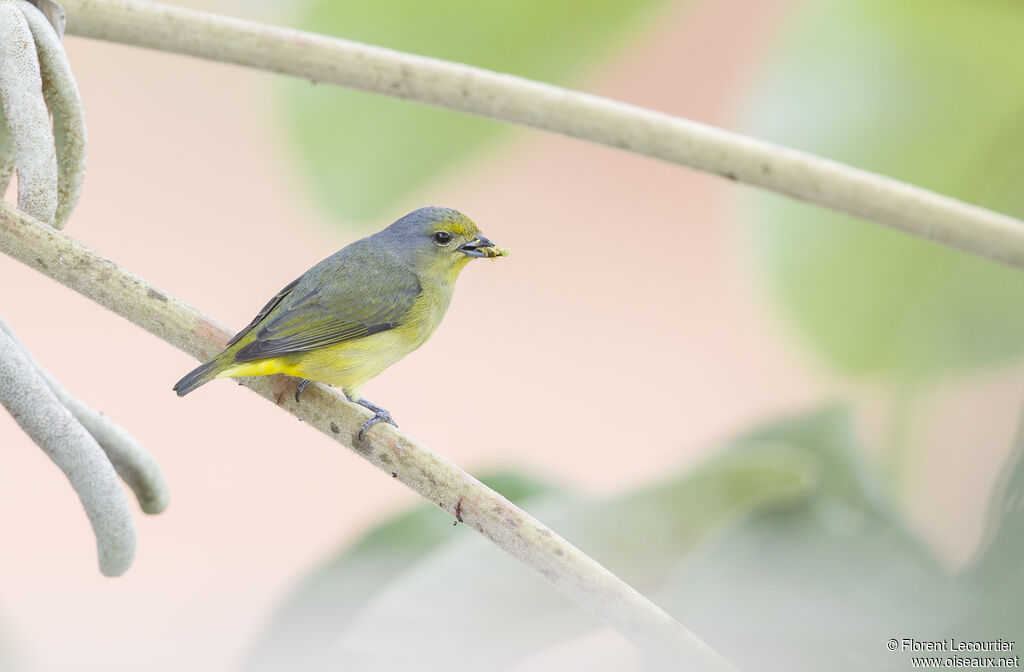 Scrub Euphonia female