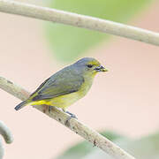 Scrub Euphonia