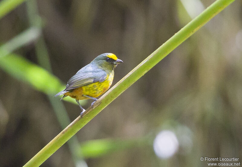 Olive-backed Euphonia male