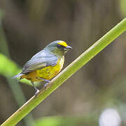 Olive-backed Euphonia