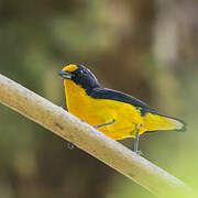 Violaceous Euphonia