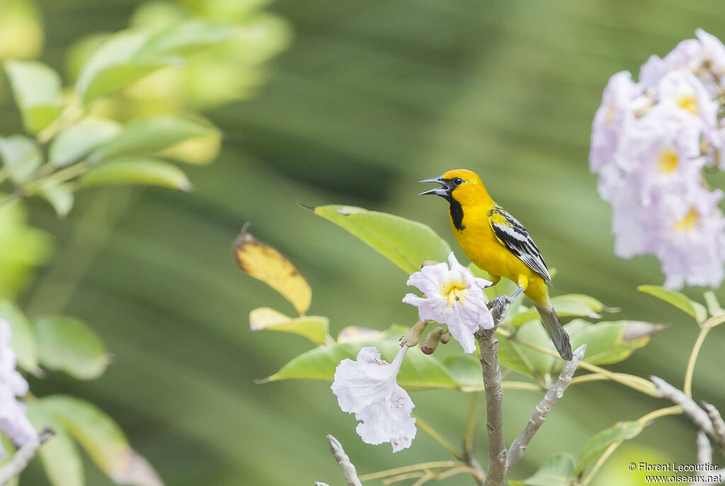 Streak-backed Oriole