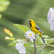 Streak-backed Oriole