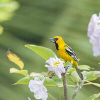 Oriole à dos rayé