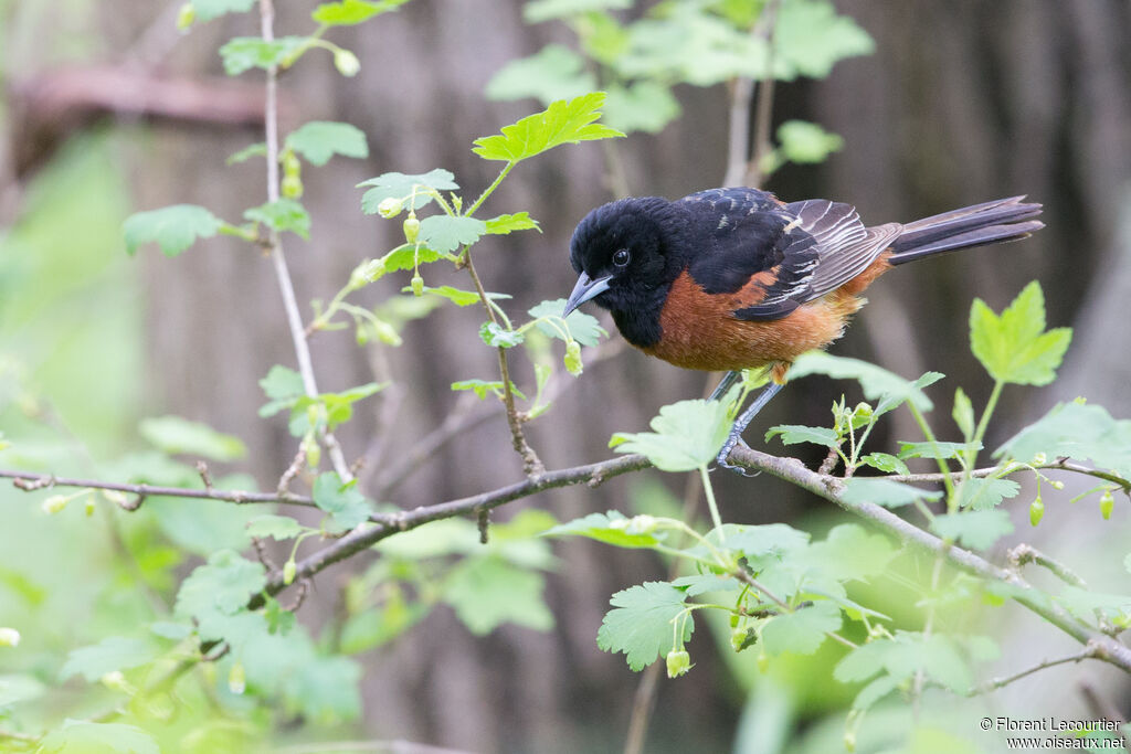 Oriole des vergers