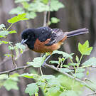 Oriole des vergers