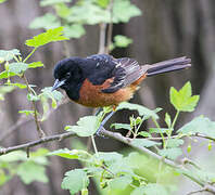 Orchard Oriole