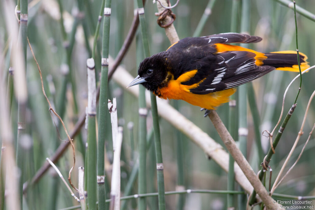 Oriole du Nord