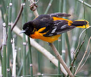 Oriole du Nord