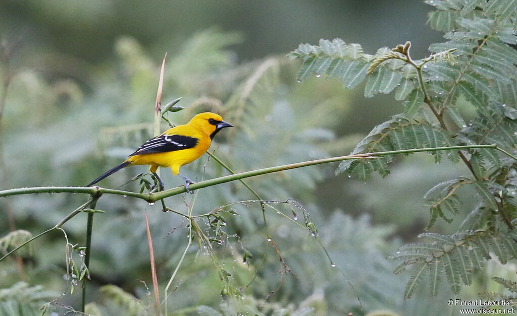 Oriole jaune