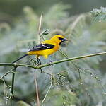 Oriole jaune