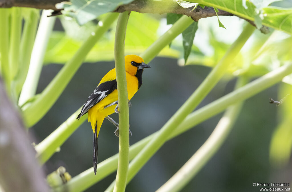 Oriole jaune