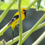 Oriole jaune