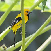 Oriole jaune