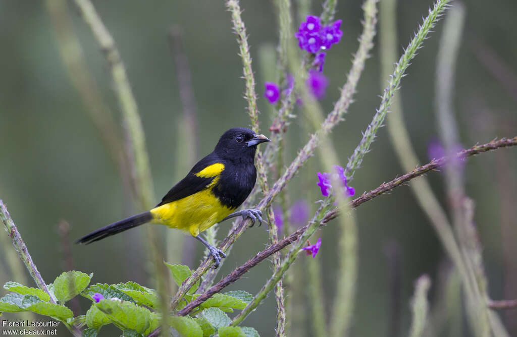 Oriole monacal mâle adulte, identification