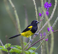 Black-cowled Oriole