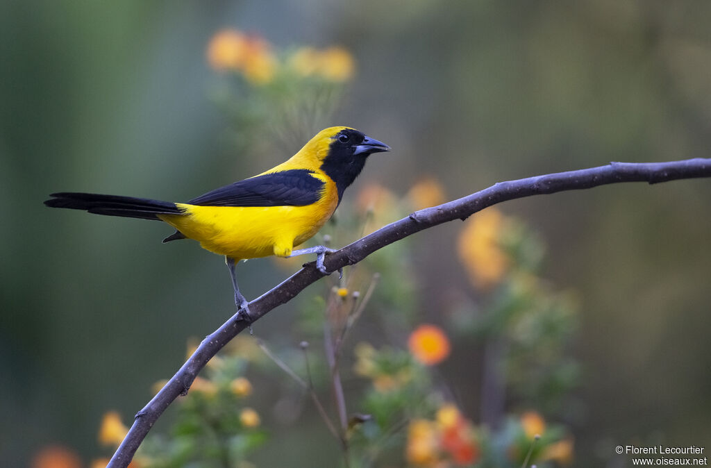 Oriole noir et oradulte