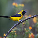 Oriole noir et or