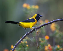 Yellow-backed Oriole