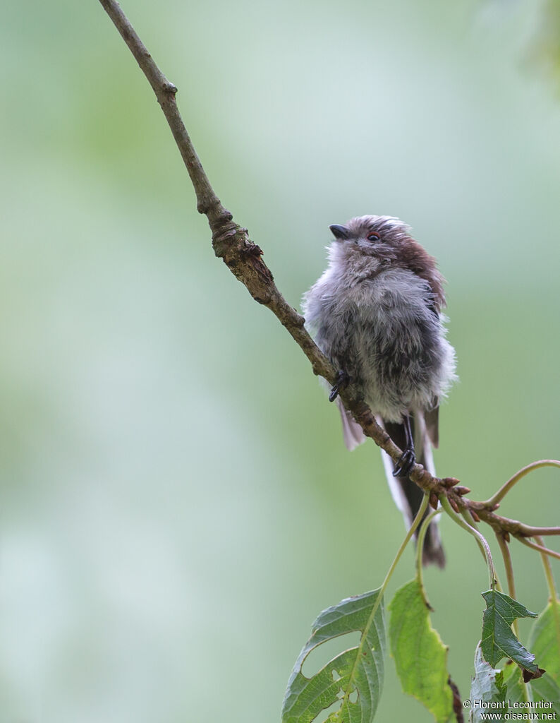 Long-tailed Tit