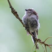 Long-tailed Tit