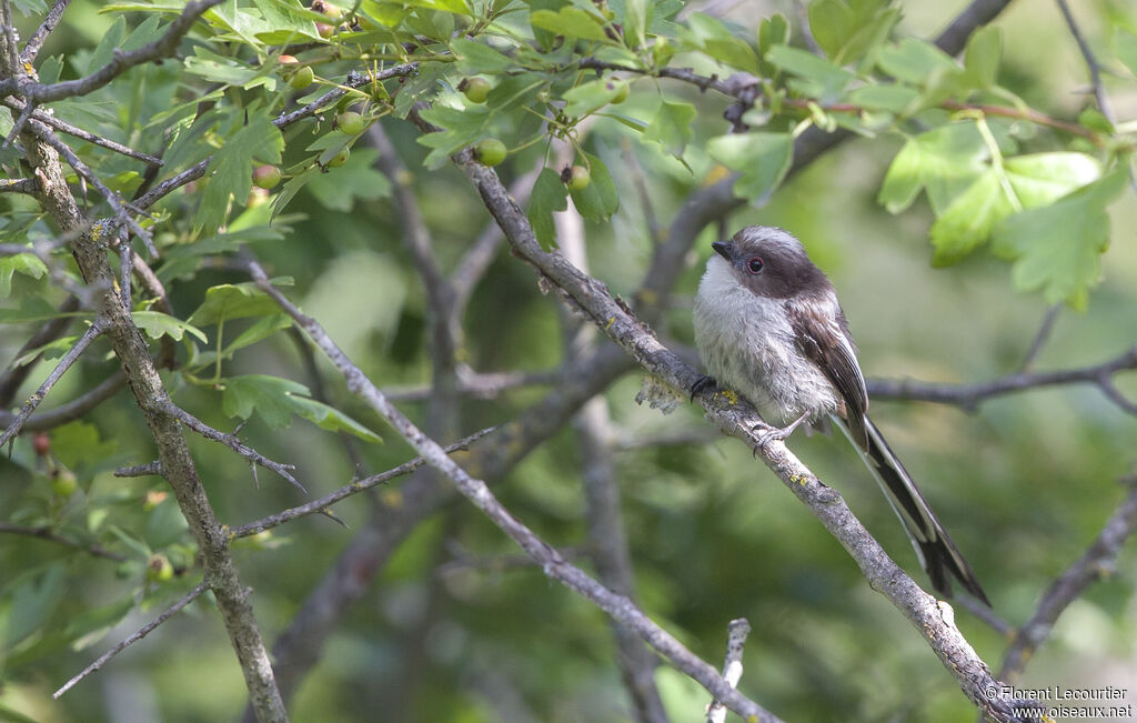 Long-tailed Titjuvenile