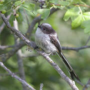 Long-tailed Tit