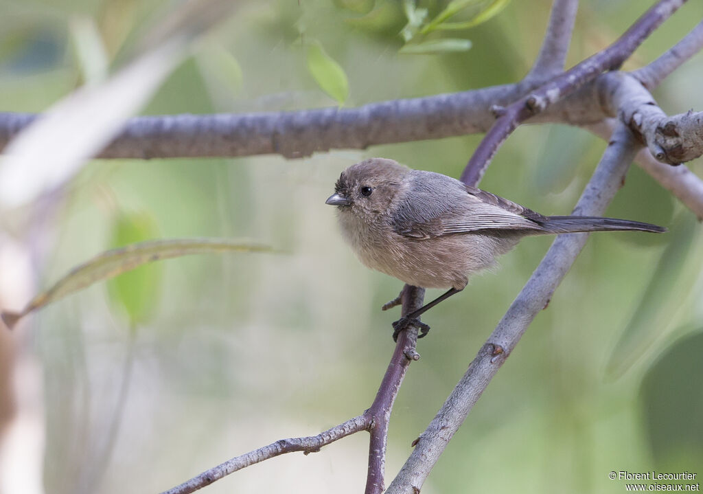 American Bushtit