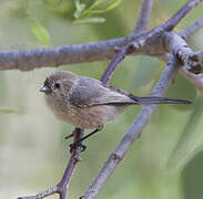 American Bushtit