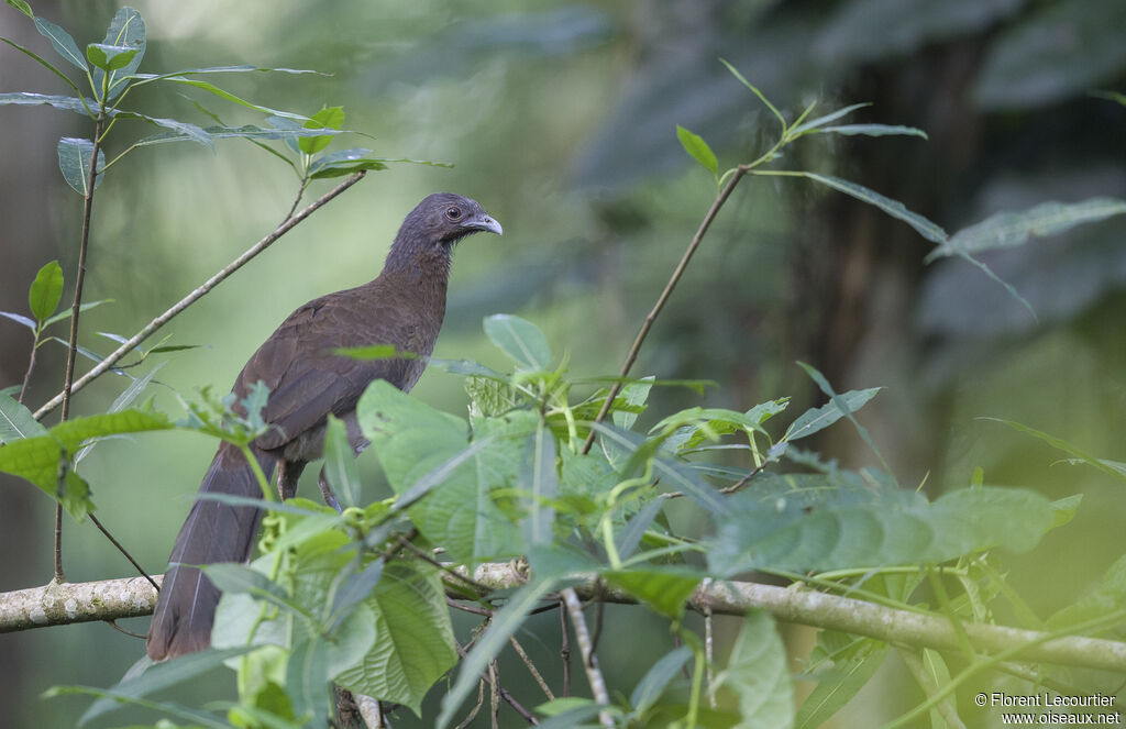 Grey-headed Chachalaca